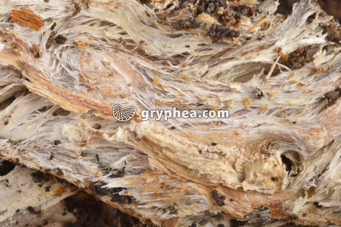 Mycélium et bois en décomposition - gryphea.com